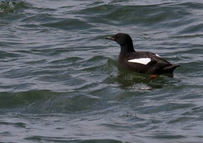 Guillemot