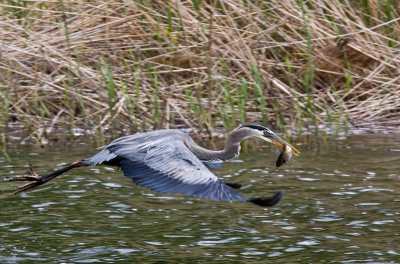 Heron