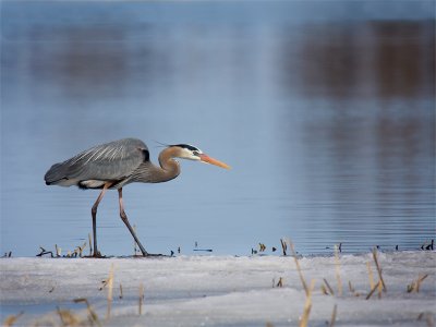 Grand-heron