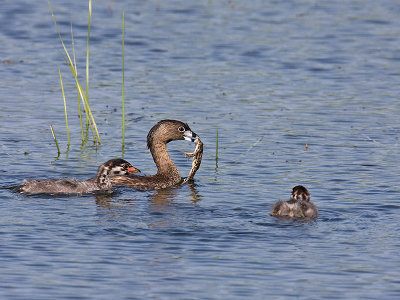 Grebe et grenouille