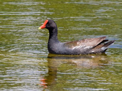 Galinule__poule_d'eau