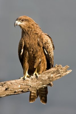 Black Kite (Milvus migrans)