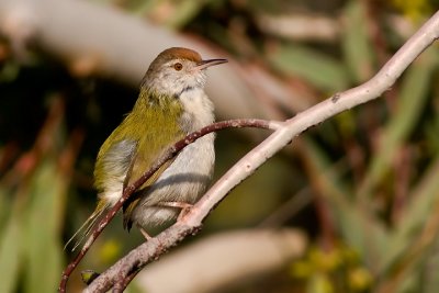 Common Tailorbird (Orthotomus sutorius)