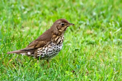 Song Thrush