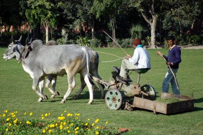 Lawn Mower Pollution Free.jpg