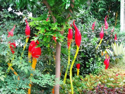 Redflowers