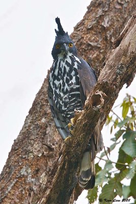Blyth's Hawk Eagle (Spizaetus alboniger)