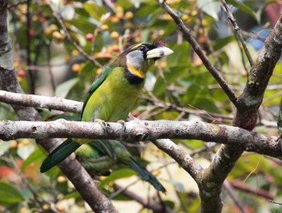 Fire-Tufted Barbet