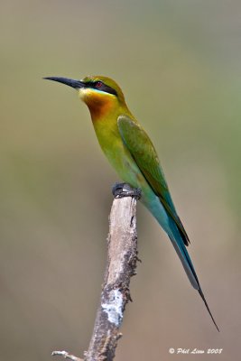 Blue-Tailed Bee-Eater