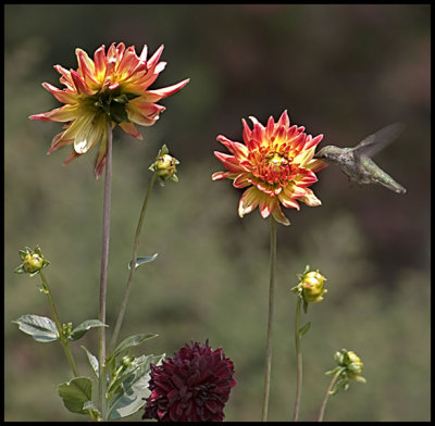 CRW_3330e.jpg