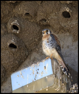 Western Kestrel (Sparrow Hawk)