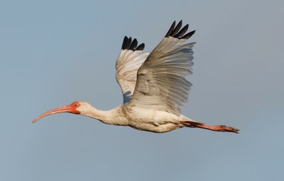 White Ibis