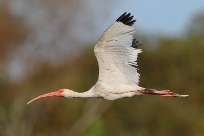 White Ibis