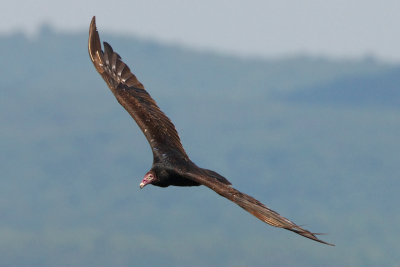 Turkey Vulture near Cloudland Canyon