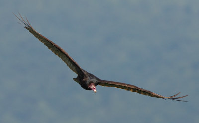 Turkey Vulture near Cloudland Canyon