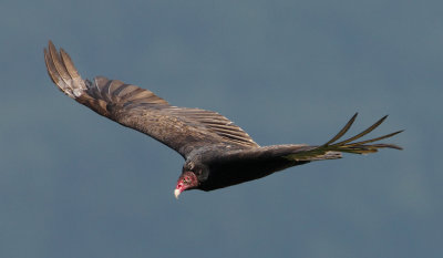 Turkey Vulture near Cloudland Canyon