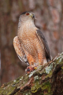 Cooper's Hawk, Dekalb County