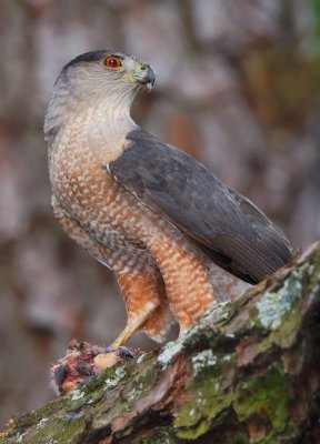 Cooper's Hawk, Dekalb County