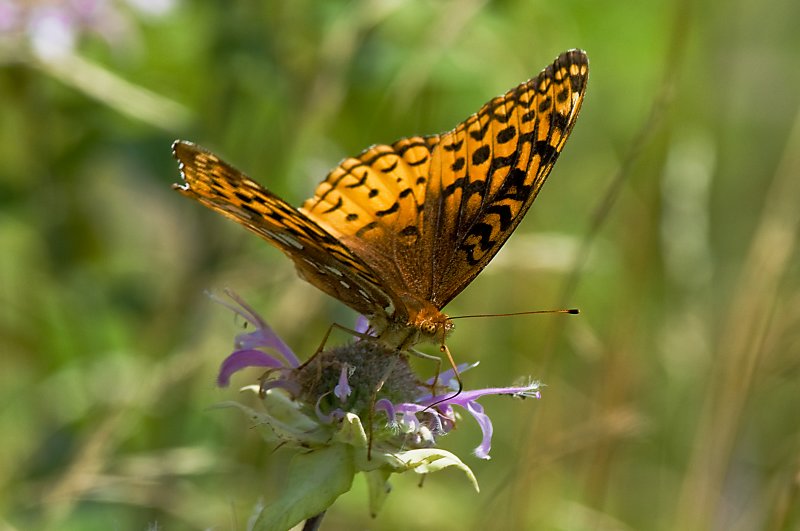 Painted Lady