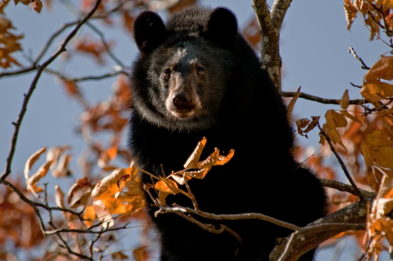 Black Bear in Shenandoah National Park, Virginia
