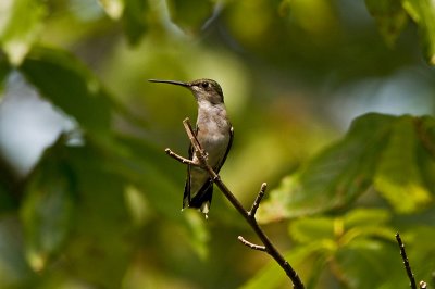 Female Ruby-Throated Hummingbird