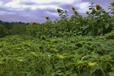 Sunflowers at Biltmore