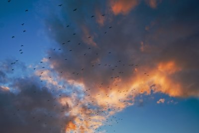 Gulls at Sunset