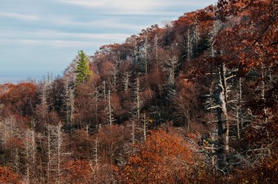 Dead Trees along Skyline Drive