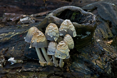 Mushrooms at Leesylvania State Park