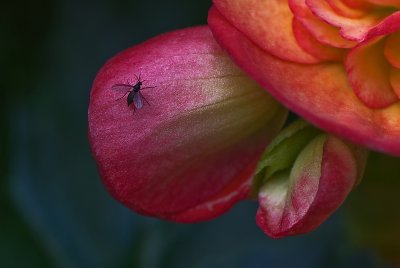 Bugged Begonia Blooms