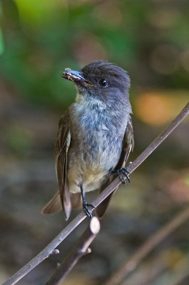 Eastern Phoebe