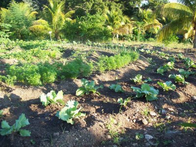 Environnement Gonaives Mandalla CCFPE Nov. 09 - 02.jpg