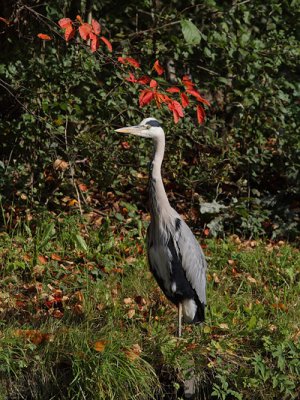 Ardea cinerea - Blue Heron
