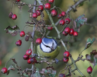 Cyanistes caeruleus - Blue Tit
