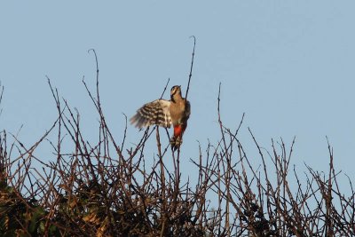 Dendrocopos major - Great Spotted Woodpecker