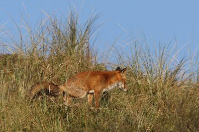 Vulpes vulpes - Red Fox
