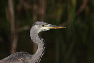 Ardea cinerea - Blue Heron