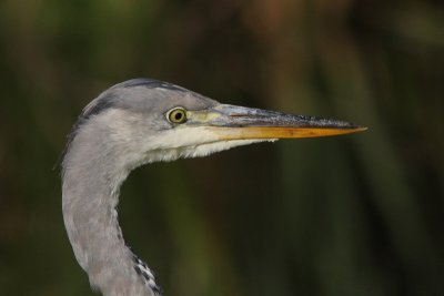 3698  Blauwe Reiger