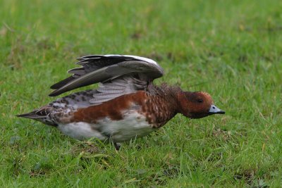 Anas penelope - Eurasian Wigeon