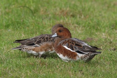 Anas penelope - Eurasian Wigeon