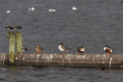 Northern Lapwing, Northern Shoveler, Northern Pintail, Gadwall