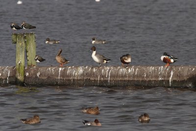 Northern Lapwing, Northern Shoveler, Northern Pintail, Eurasian Wigeon