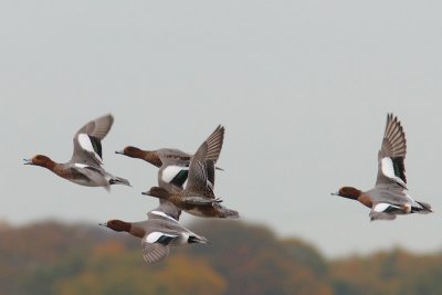 Anas penelope - Eurasian Wigeon
This photo was used in the book: Mouronval, J.B. 2016. Guide to the sex and age of European ducks. Office national de la chasse et de la faune sauvage, Paris.