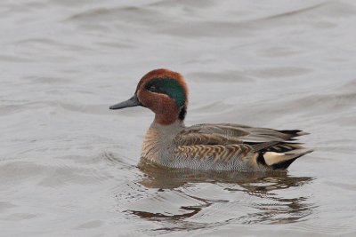 Anas crecca - Common Teal