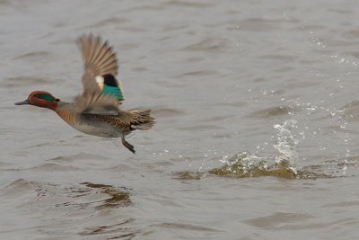 Anas crecca - Common Teal