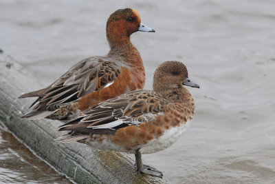 Anas penelope - Eurasian Wigeon