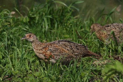 Phasianus colchicus - Ring-necked Pheasant