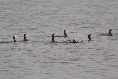 Phalacrocorax carbo - Cormorant