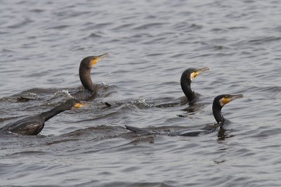 Phalacrocorax carbo - Cormorant