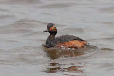 Podiceps nigricollis - Black-necked Grebe